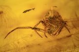 Fossil Winged Termite, Fly and Spider In Baltic Amber #120700-2